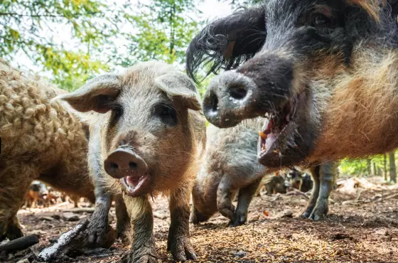 Cochons laineux au Rialet Crédit Domaine du Catié