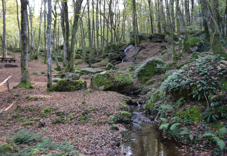 forêt de Montagnol