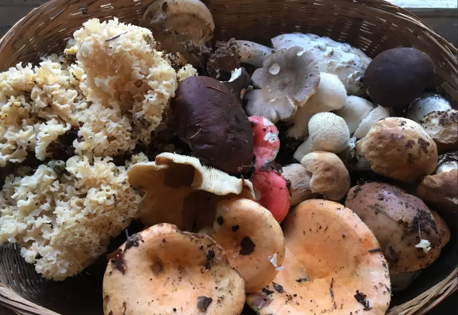 Atelier cueillette de champignons - Tarn