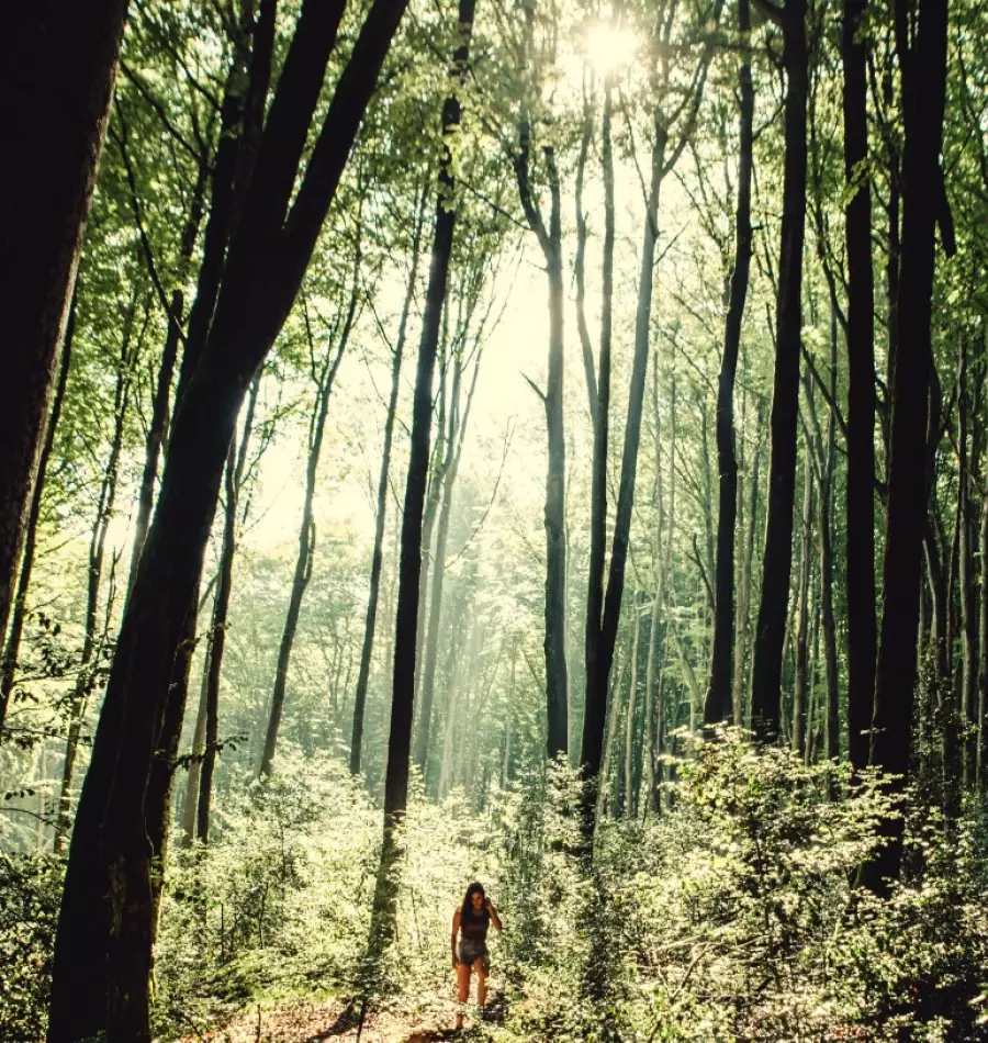 Au coeur de la forêt de Montagnol